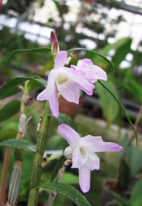 Dendrobium moniliforme Kanayama.jpg