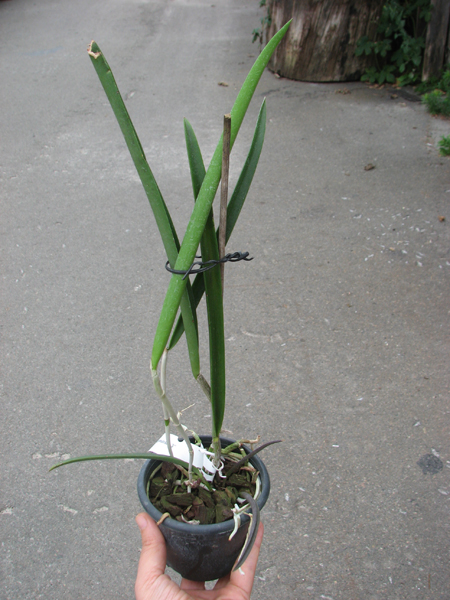 Brassavola tuberculata x Cattleya granulosa.jpg