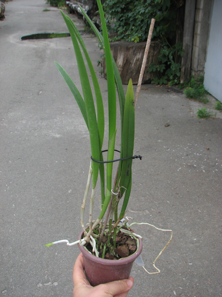 Brassocatanthe Roman Holidays.jpg