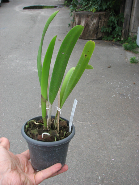Brassolaelia Morning Glory 'Valentine Kiss'.jpg
