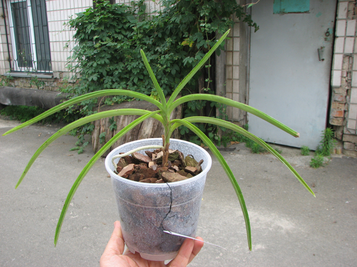 Ascocentrum curvifolium.jpg