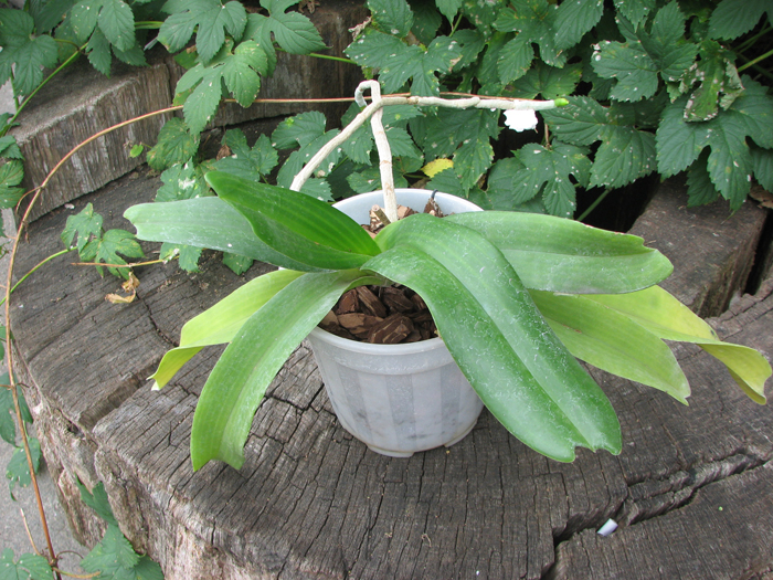 Rhynchostylis gigantea white.jpg