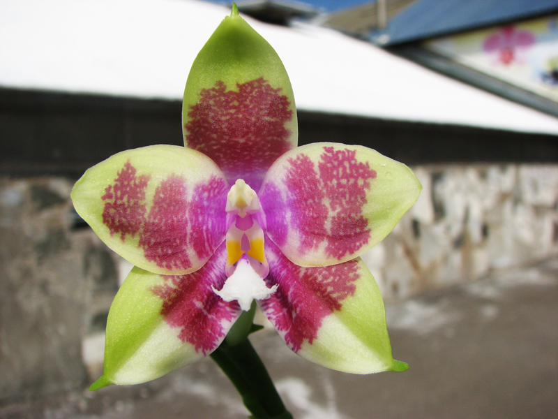 Phalaenopsis Chienlung Violet Canary.jpg