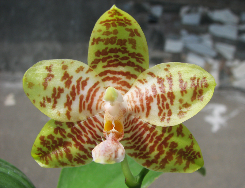 Phalaenopsis Chienlung Mosaics (Yaphon Sir x hieroglyphica).jpg