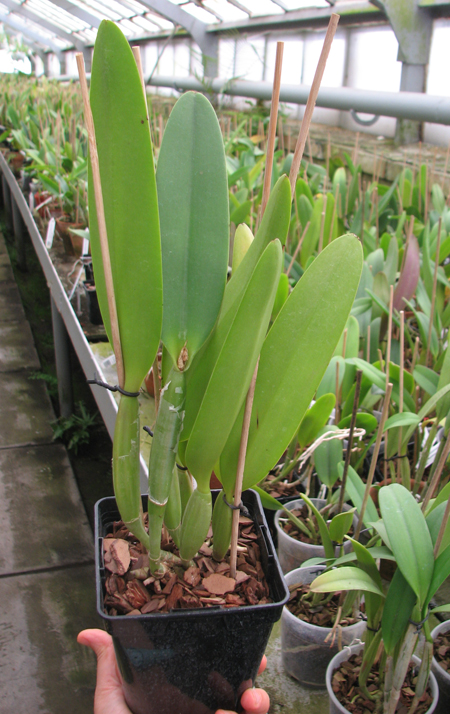 Cattleya lueddemanniana (coerulea 'Mariauxi' x tipo) x lueddemanniana coerulea 'Tania'.jpg