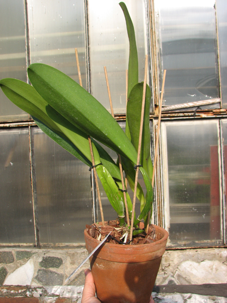 Laeliocattleya Tyl Belle 'Fantasy' (Tyl x Edgard Van Bele).jpg