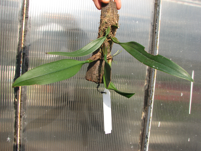 Bulbophyllum longissimum.jpg