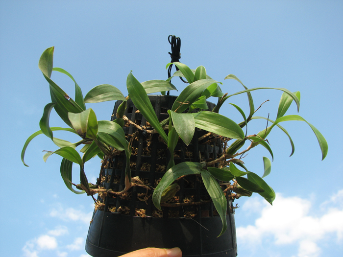 Coelogyne lindleyana.jpg