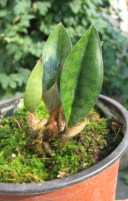 Oeceoclades maculata.jpg