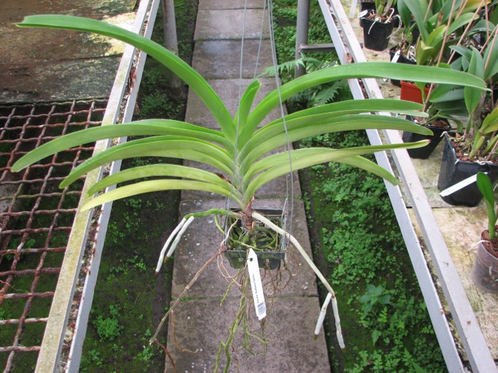 Ascocenda Kultana Gems.JPG