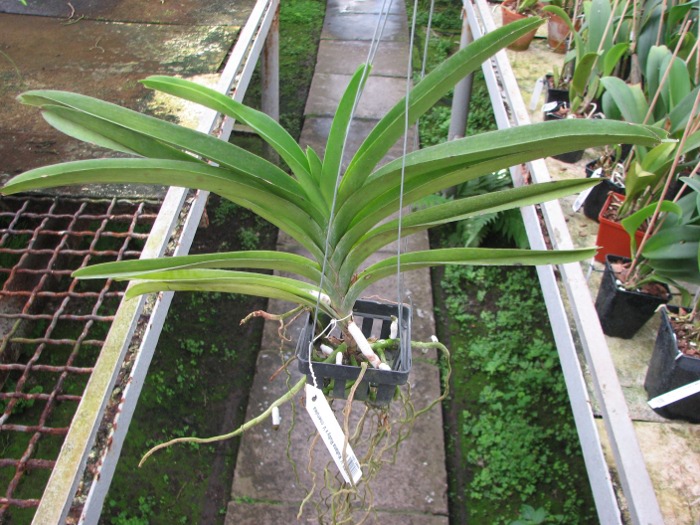 Vanda Kultana Ruby x Vanda coerulea pink.JPG