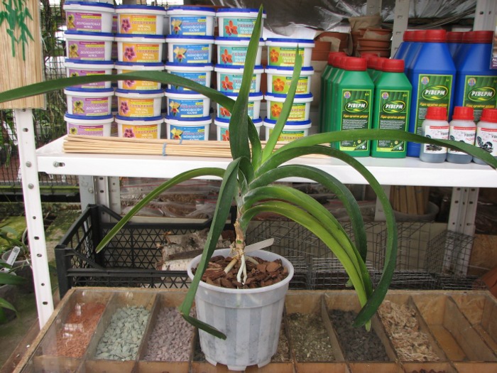 Vanda Ratirat x Vanda Kasems Delight - Manuvadee.JPG