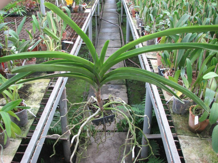 Vanda Kultana gold x Vanda Pat's Delight.JPG