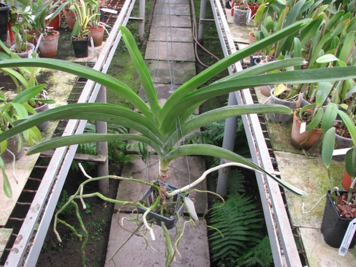 Ascocenda Krailerk White x Ascocenda Jakkrit Gold x Vanda Kultana Gold.JPG