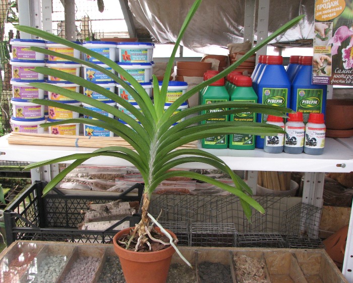 Ascocenda Tubtim Velvet x Vanda Charles Goodfellow.JPG