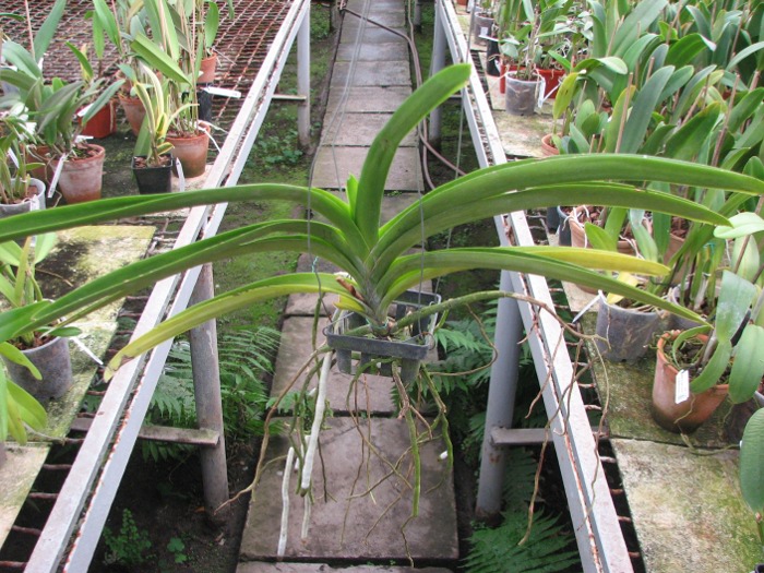 Vanda Vivan x Ascda Kultana Flame.JPG