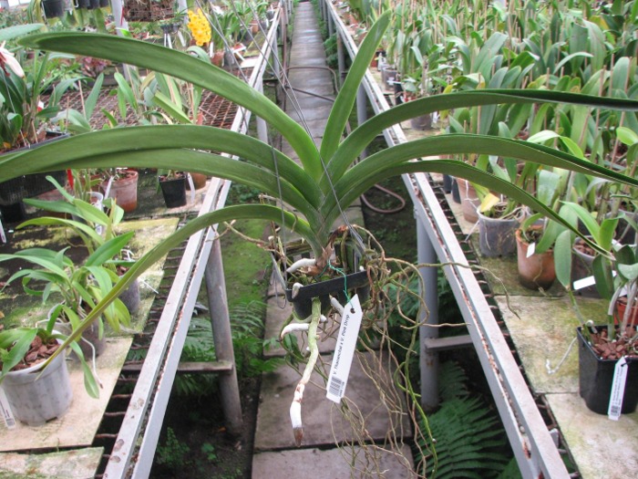 Vanda Thananchai x Vanda Pink Drop.JPG