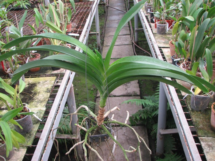 Vanda Vivan x Vanda Chavananonda x Ascocenda Suksamran Spot.JPG