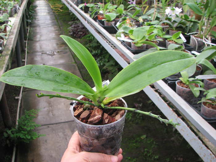 Phalaenopsis hieroglyphica.jpg