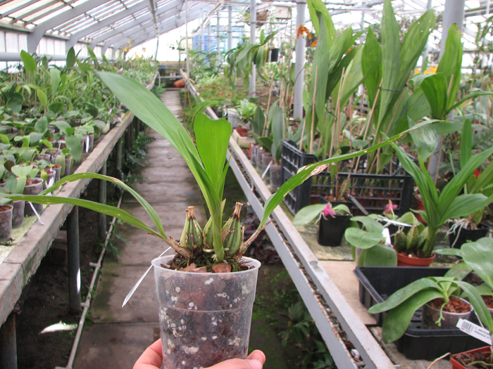 Coryanthes alborosea.jpg