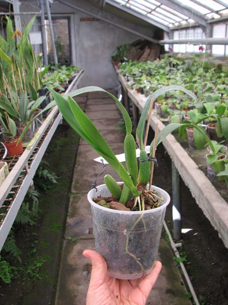 Prosthechea fragrans.jpg