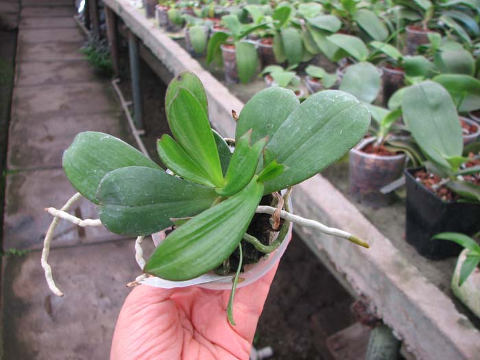 Aerangis distincta x modesta.jpg