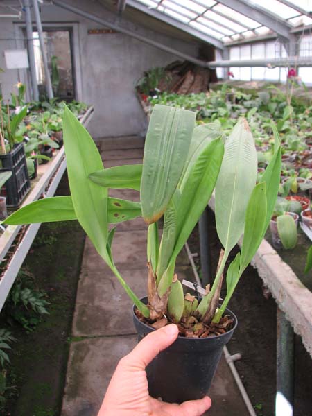 Maxillaria platypetala.jpg