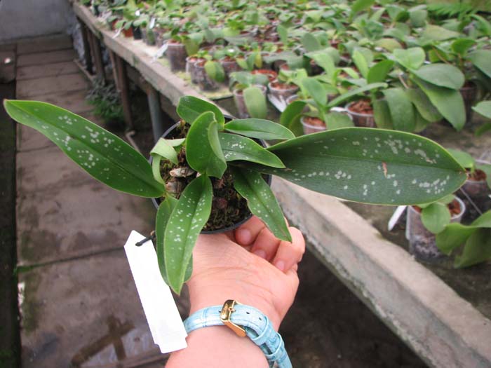 Maxillaria reichenheimiana.jpg