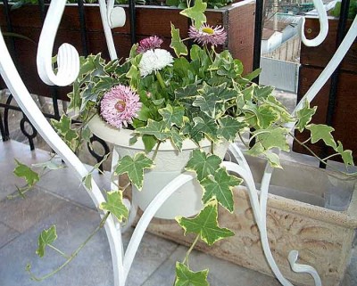 Здесь растения только посажены. Через неделю - шапка цветов