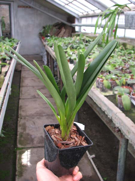 Maxillaria splendens.jpg