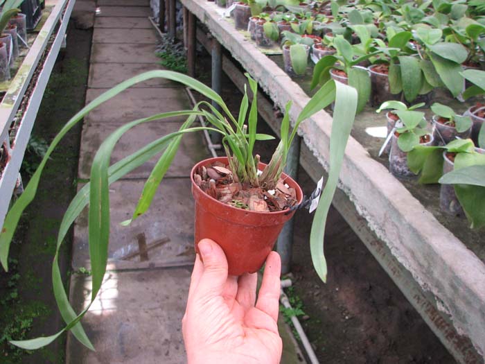 Maxillaria anatomorum.jpg