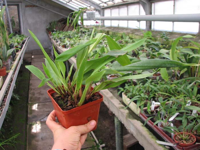 Maxillaria Sangai (Maxillaria pulla x Maxillaria striata).jpg