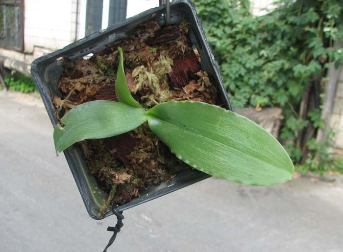 Phalaenopsis Red Jaguar (Phalaenopsis Hsu Li-Shian x Phalaenopsis gigantea).jpg