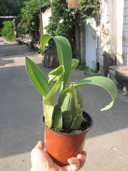 Rossioglossum 'Rawdon Jester' (Rossioglossum grande x Rossoiglossum williamsianum).jpg