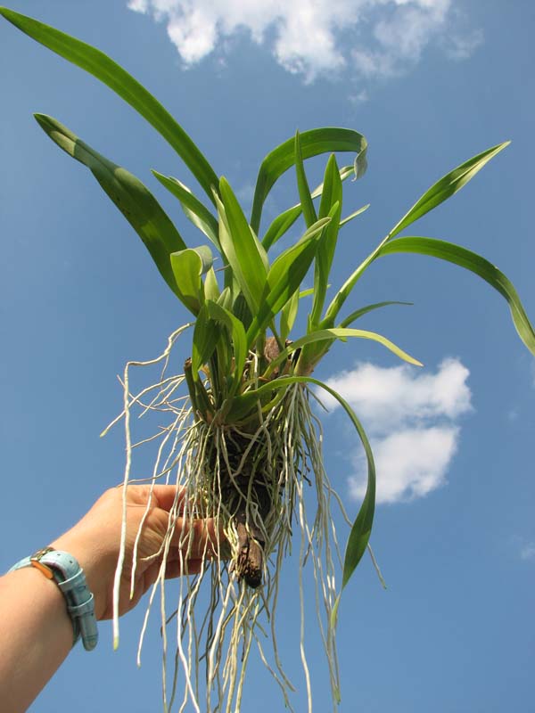 Oncidium Ron's Rippling Delight 'Pacific Parfait'.jpg