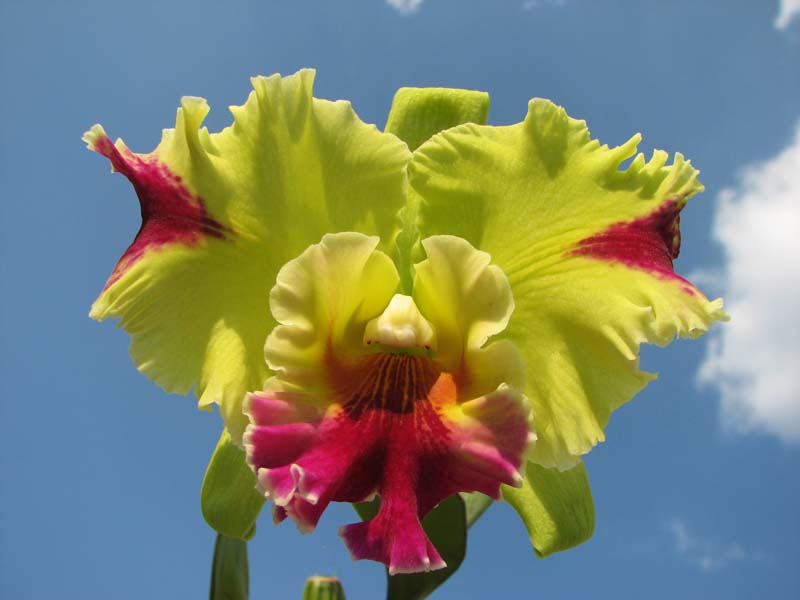 Brassolaeliocattleya Haw Yuan Grace 'Cat King'.jpg