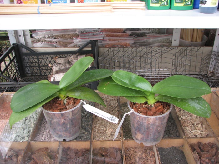 Phalaenopsis Mituo Golden 'M-2'.JPG