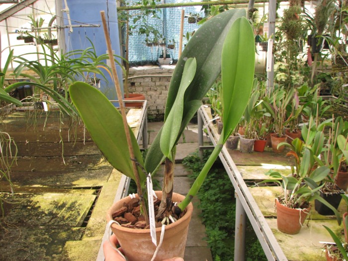 Laeliocattleya Bonanza Queen 'Panamint'.JPG
