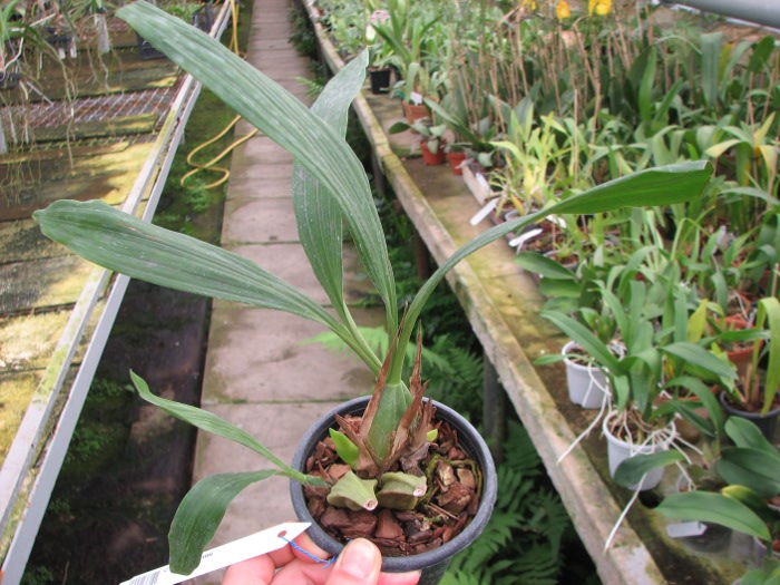 Coelogyne merrillii.JPG