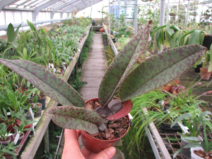 Psychopsis Mendenhall 'Hildos'.JPG