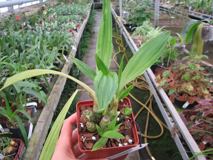 Phaius tankervilleae alba.JPG