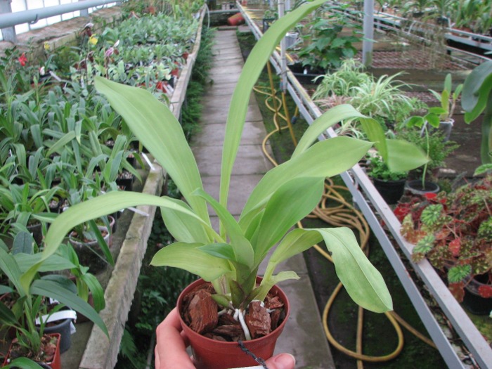 Cochleanthes (amazonica x lobata).JPG
