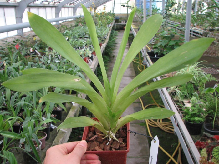 Huntleya meleagris.JPG