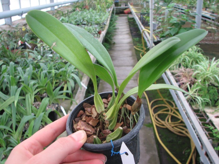 Bulbophyllum antenniferum.JPG