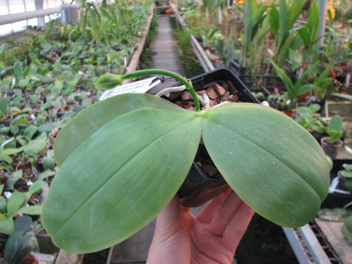 Phalaenopsis Samera 'Blue'.JPG