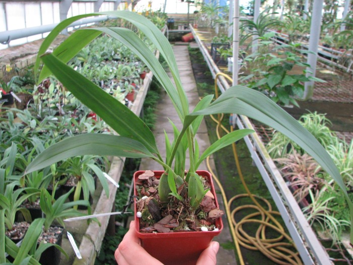 Maxillaria lepidota.JPG