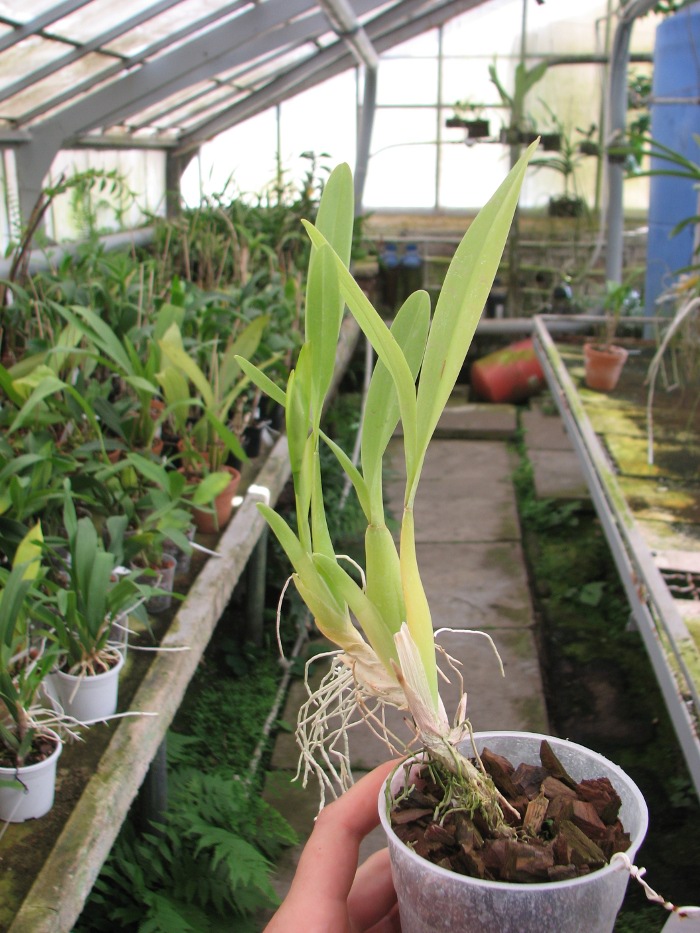 Miltonia spectabilis.JPG