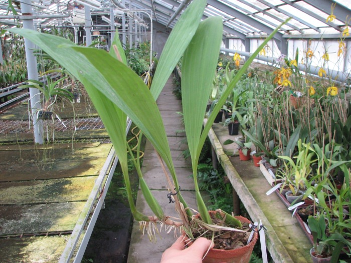 Coelogyne mayeriana.JPG