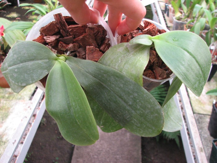 Phalaenopsis Ld's Bear Queen x gigantea.JPG