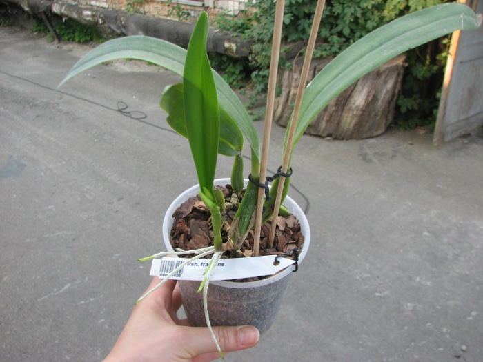Prosthechea fragrans.JPG